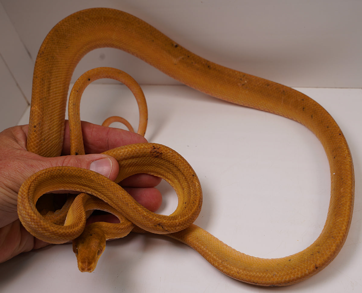 Breeder Male Amazon Tree Boa - Patternless Yellow