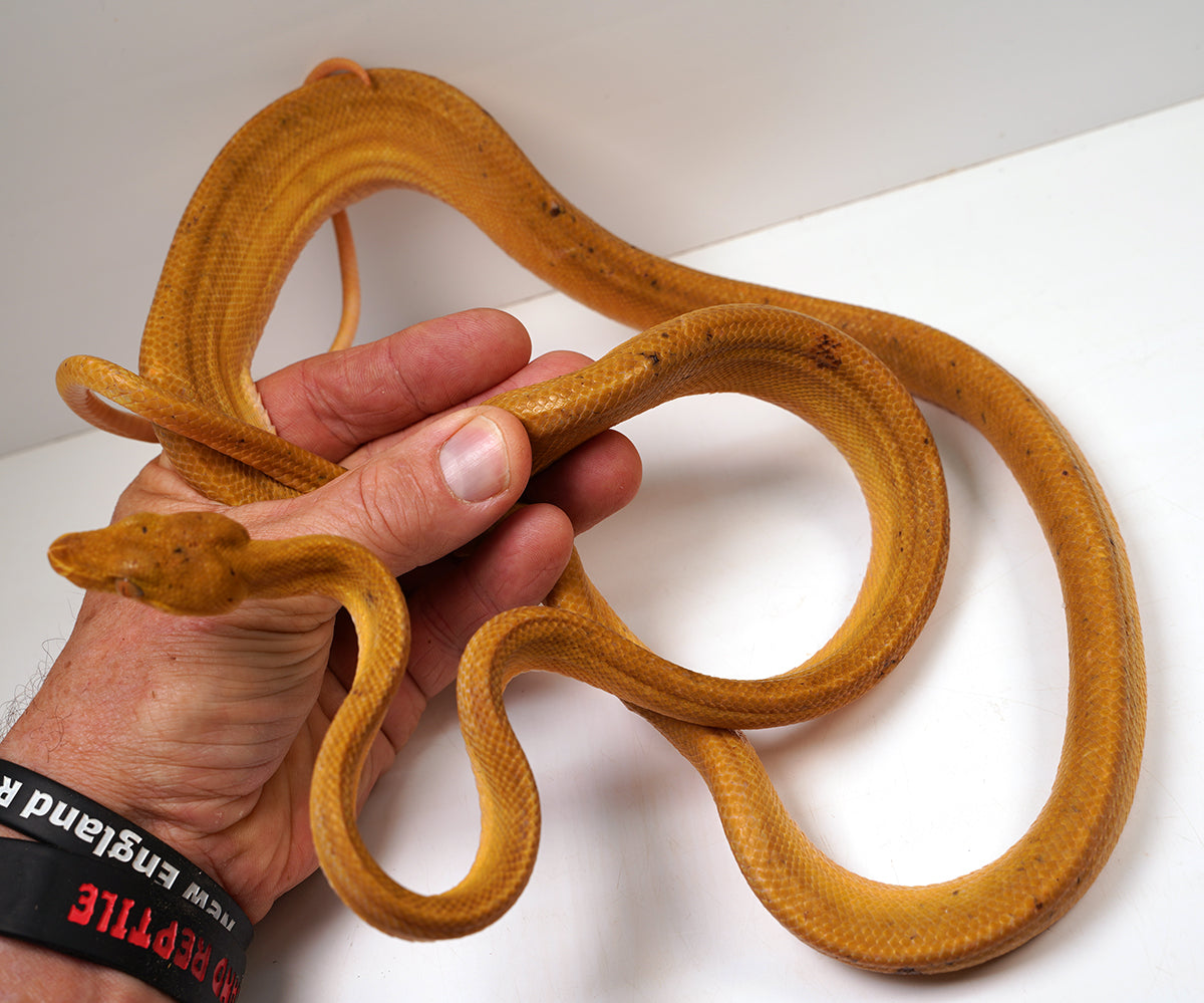 Breeder Male Amazon Tree Boa - Patternless Yellow