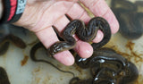 Load image into Gallery viewer, Captive Litter Elephant Trunk Snake Babies!!!!!