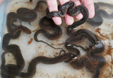 Load image into Gallery viewer, Captive Litter Elephant Trunk Snake Babies!!!!!
