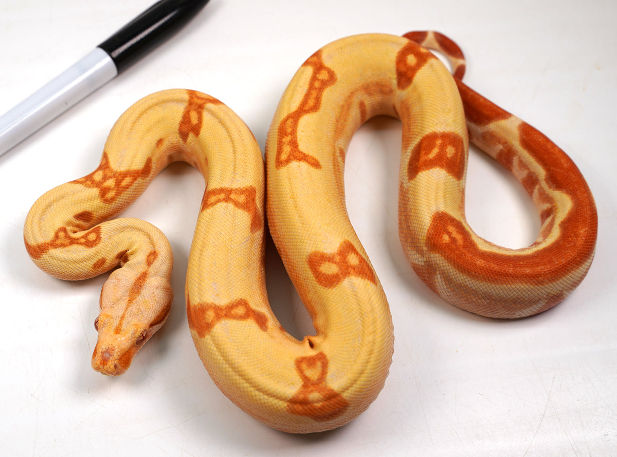 SALE! 2021 (Updated) Female Lipstick Kahl Albino Hypo Jungle From Super Stripe Boa Constrictor.