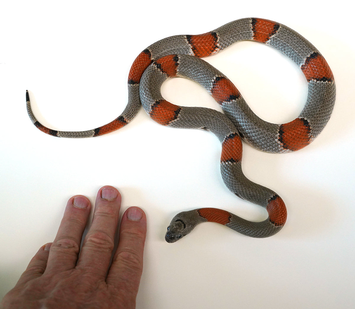 Proven Breeder Female Gray Banded King - Breeding now Gravid or close to Ovulation