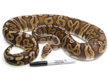 Load image into Gallery viewer, 2018 Breeder Male GHI Red Axanthic Pastel Ball Python