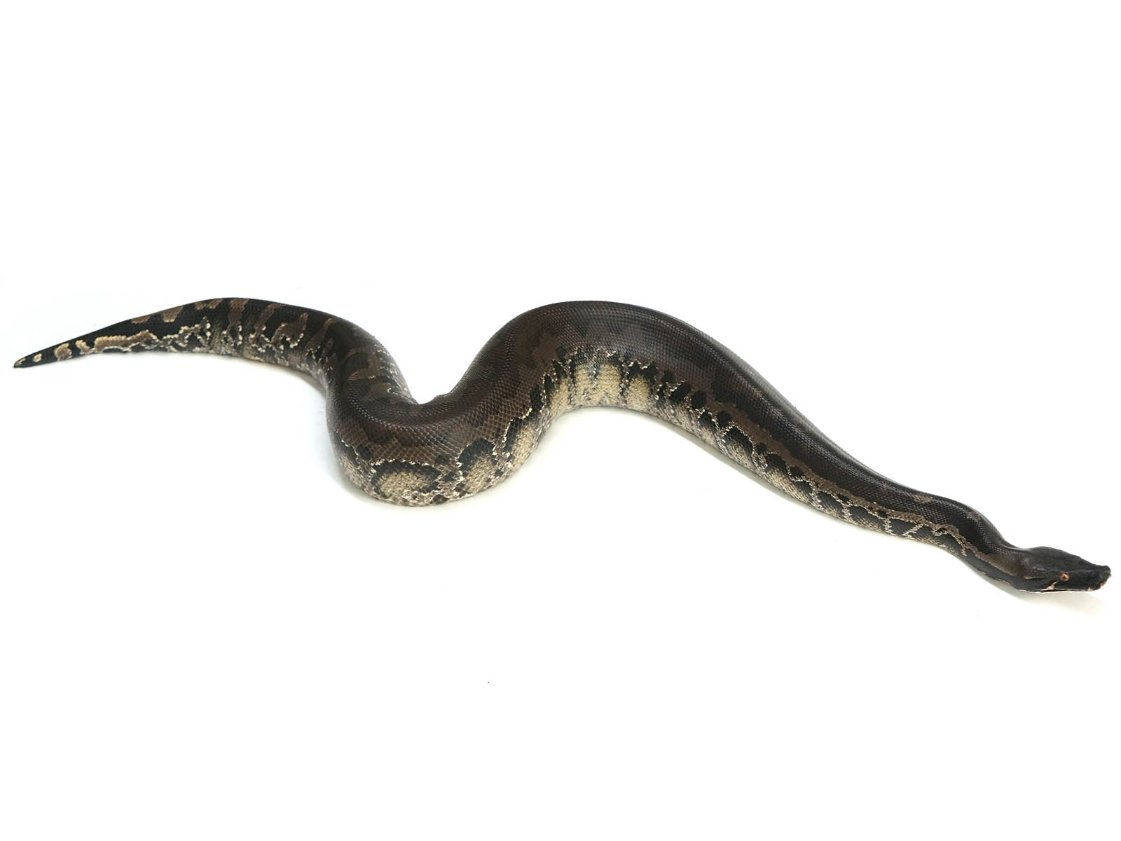 2018 Breeder Male Sumatran Short Tail Python