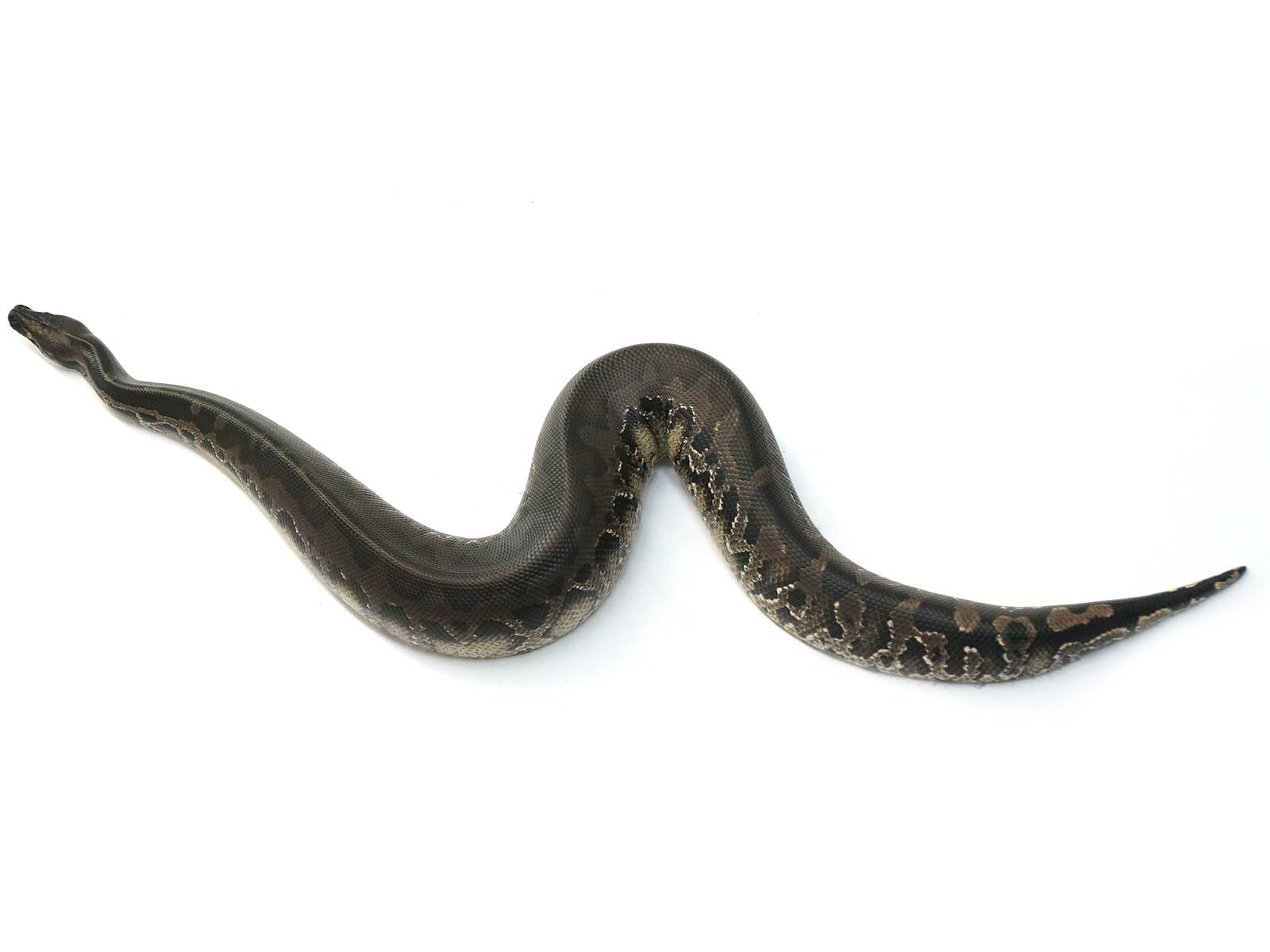 2018 Breeder Male Sumatran Short Tail Python