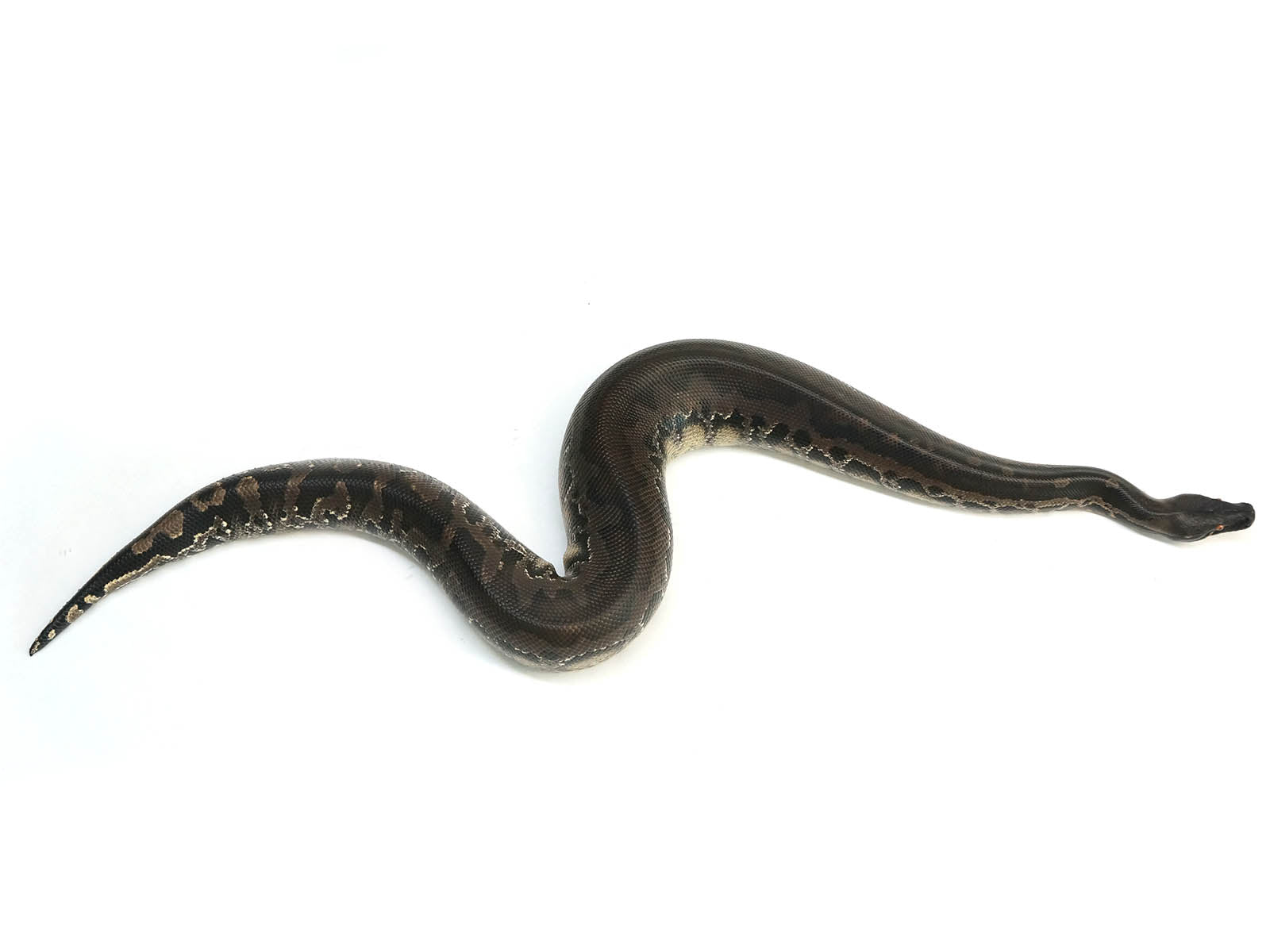 2018 Breeder Male Sumatran Short Tail Python