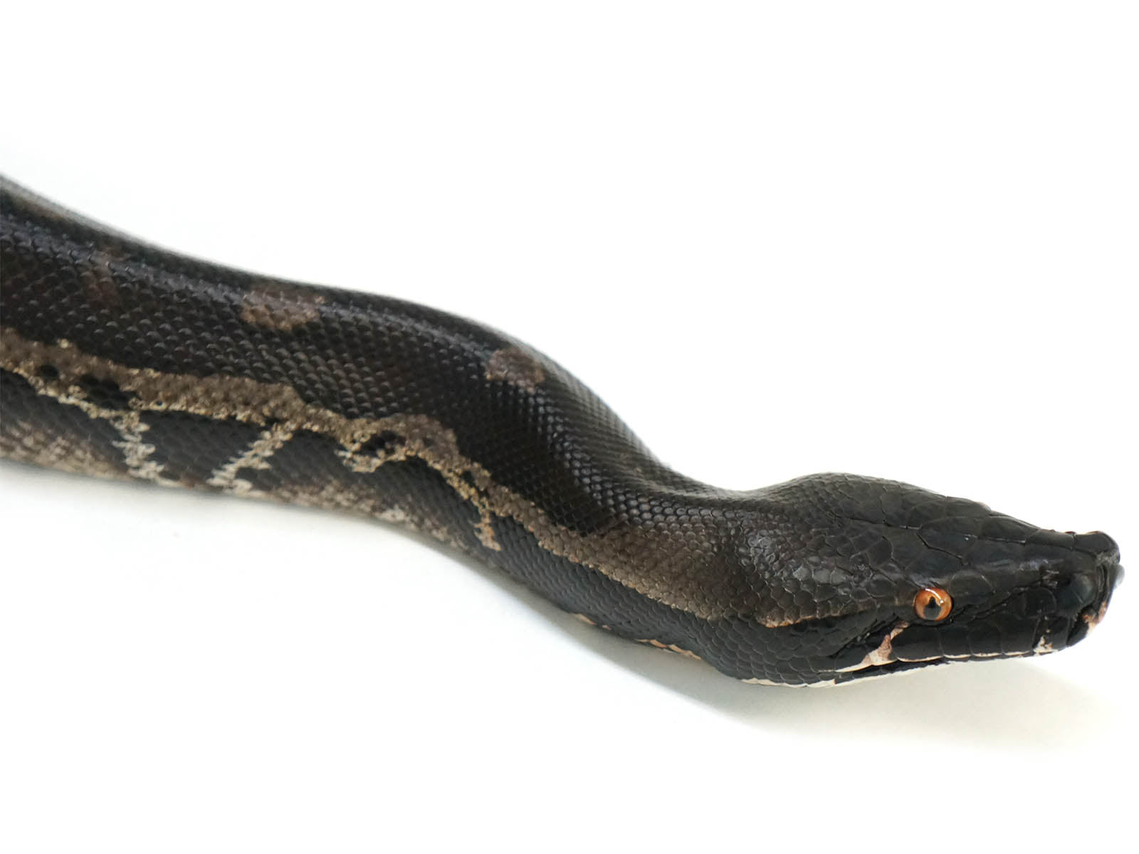 2018 Breeder Male Sumatran Short Tail Python