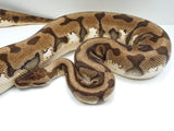 Load image into Gallery viewer, 2018 Female Hidden Gene Woma Enchi Pastel Het Pied Ball Python