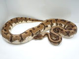 Load image into Gallery viewer, 2018 Female Hidden Gene Woma Enchi Pastel Het Pied Ball Python