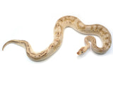 Load image into Gallery viewer, 2018 Female Pastel Champagne Enchi Odium Ball Python