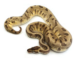 Load image into Gallery viewer, 2018 Female Pastel Enchi Hidden Gene Woma Odium ++ Ball Python