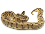 Load image into Gallery viewer, 2018 Female Pastel Enchi Hidden Gene Woma Odium ++ Ball Python