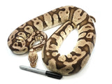 Load image into Gallery viewer, 2018 Female Pastel Lucifer Yellowbelly Fader Ball Python