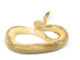 Load image into Gallery viewer, 2018 Male Super Pastel Champagne Enchi Odium Ball Python