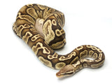 Load image into Gallery viewer, 2018 Male Super Pastel GHI Fader Lemonback Ball Python