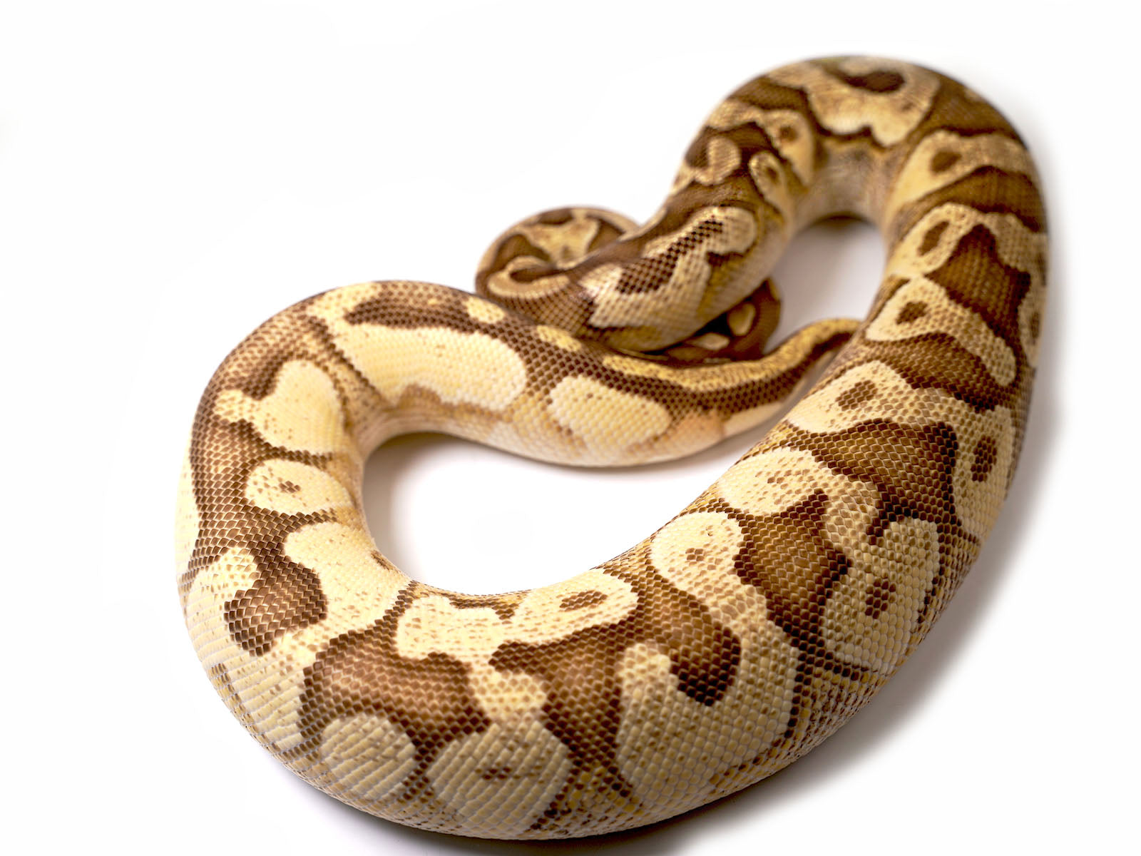 2019 Female Bright Brother's Pastel Lucifer Yellowbelly Fader Ball Python