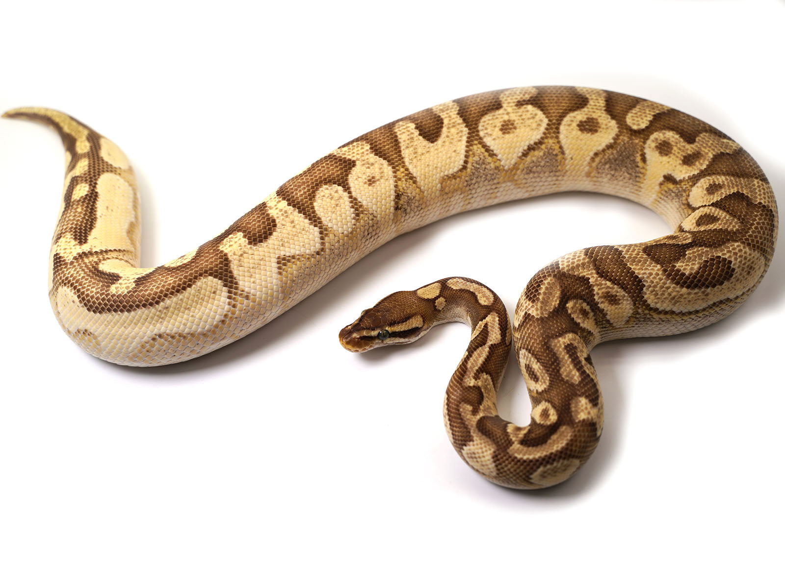 2019 Female Bright Brother's Pastel Lucifer Yellowbelly Fader Ball Python