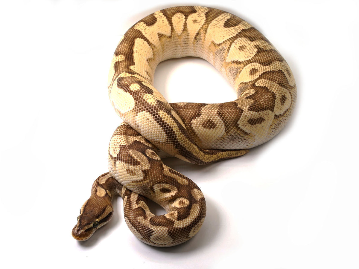 【IFSIXWASNINE】POISONOUS SNAKE Python LSC IFSIXWASNINE】POISONOUS SNAKE Python LSC IFSIXWASNINE