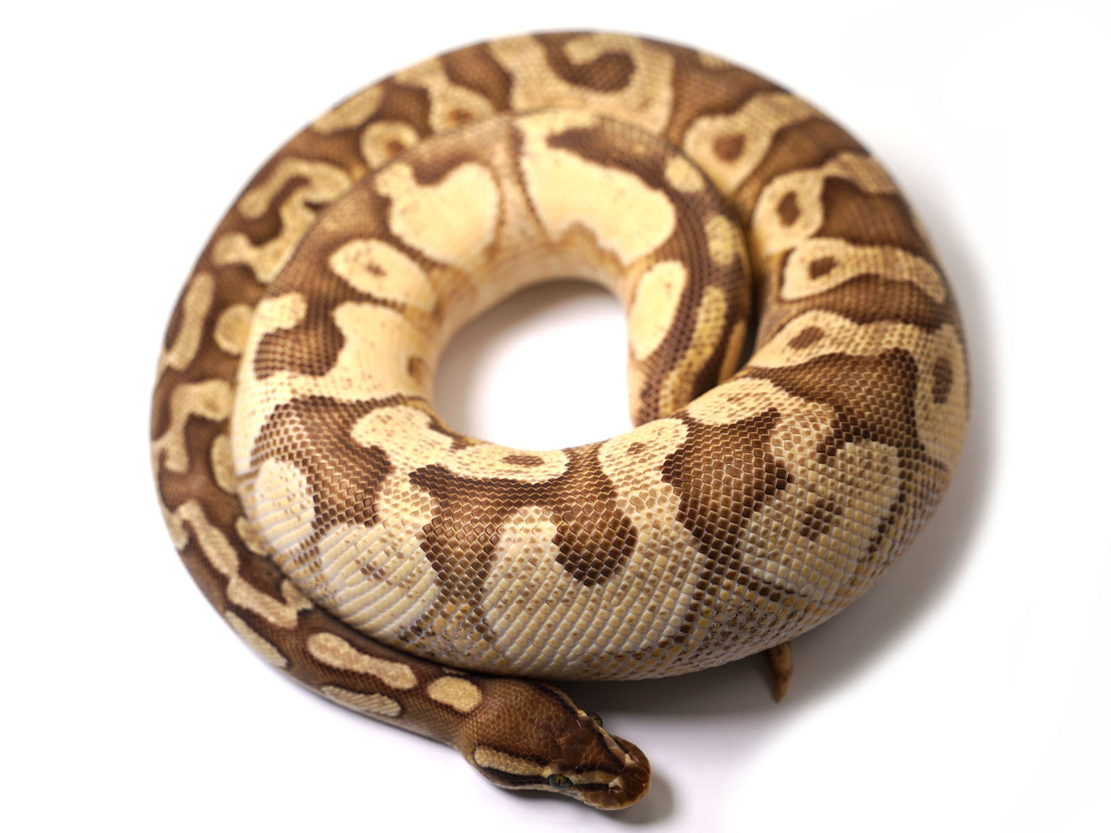 2019 Female Bright Brother's Pastel Lucifer Yellowbelly Fader Ball Python