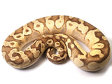 Load image into Gallery viewer, 2019 Female Bright Brother&#39;s Pastel Lucifer Yellowbelly Fader Ball Python