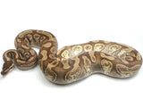 Load image into Gallery viewer, 2019 Female Enchi Mojave Odium Ball Python