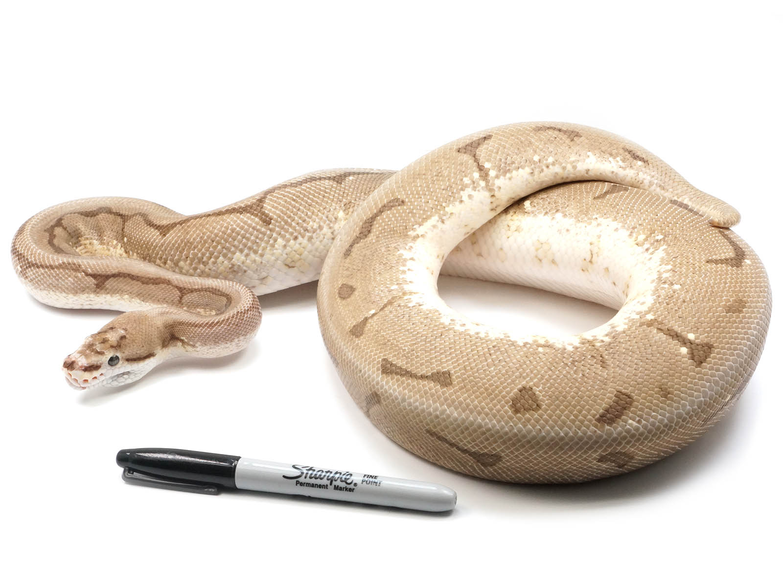 2019 Female Enchi Spider Yellowbelly Orion +++ (Superficial healed injury on jaw)