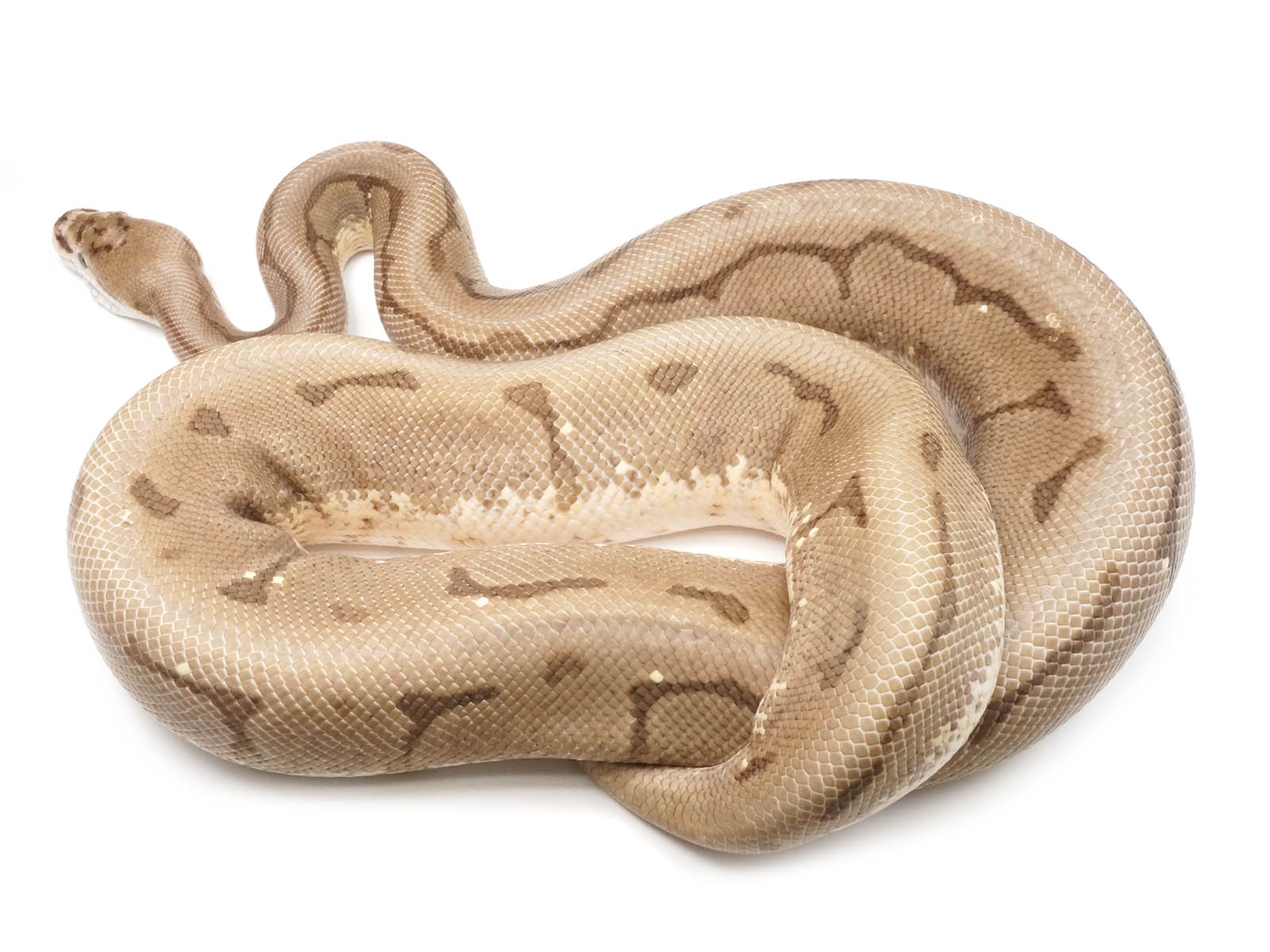 2019 Female Enchi Spider Yellowbelly Orion +++ (Superficial healed injury on jaw)