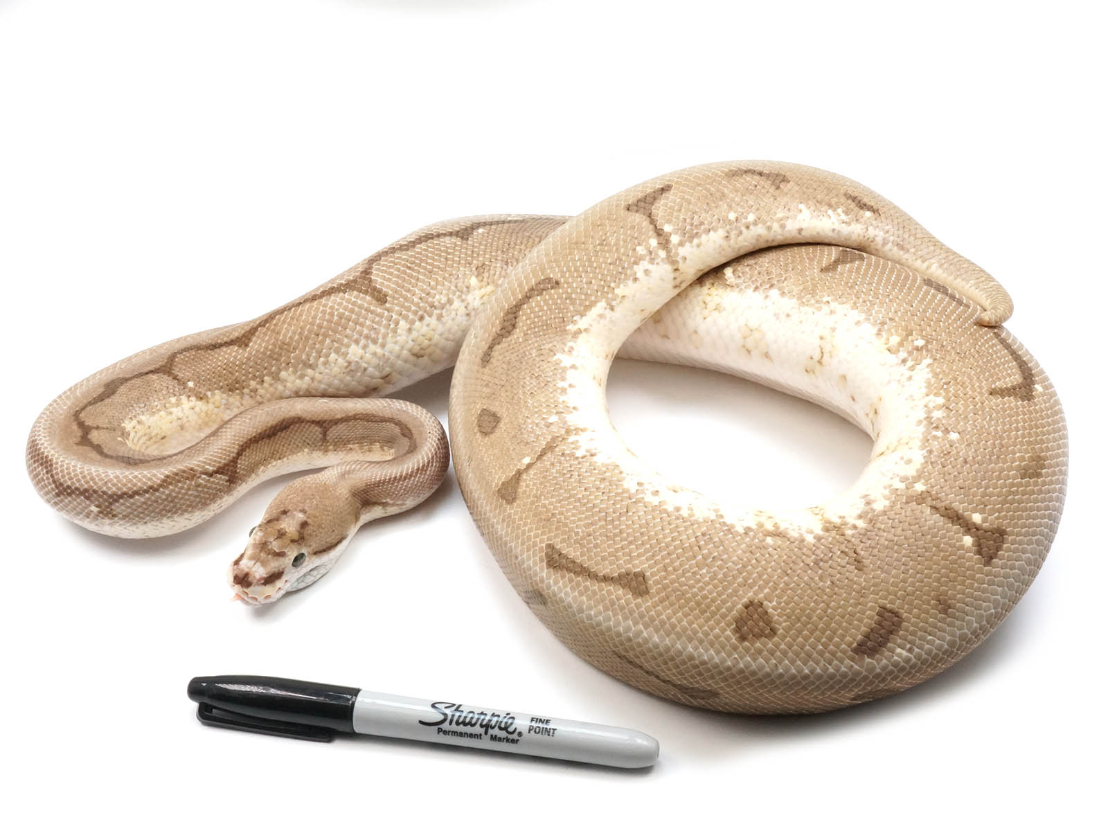 2019 Female Enchi Spider Yellowbelly Orion +++ (Superficial healed injury on jaw)