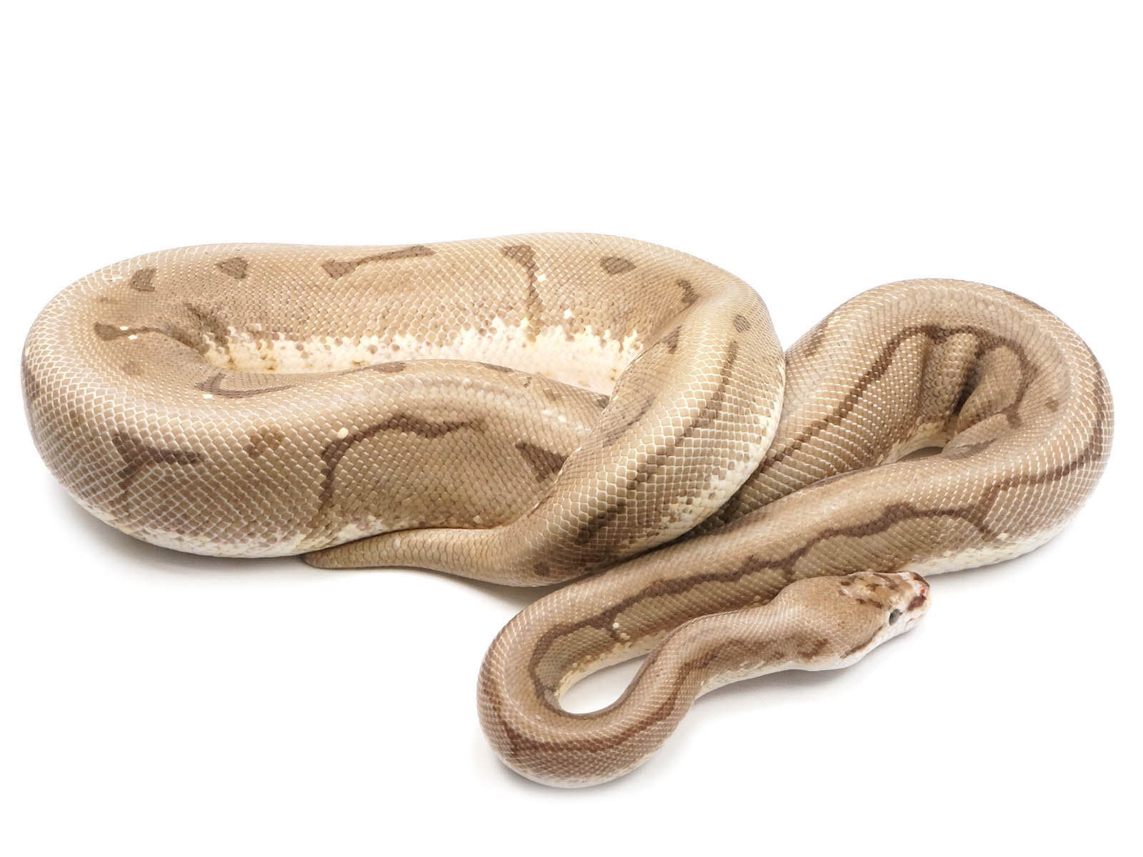 2019 Female Enchi Spider Yellowbelly Orion +++ (Superficial healed injury on jaw)