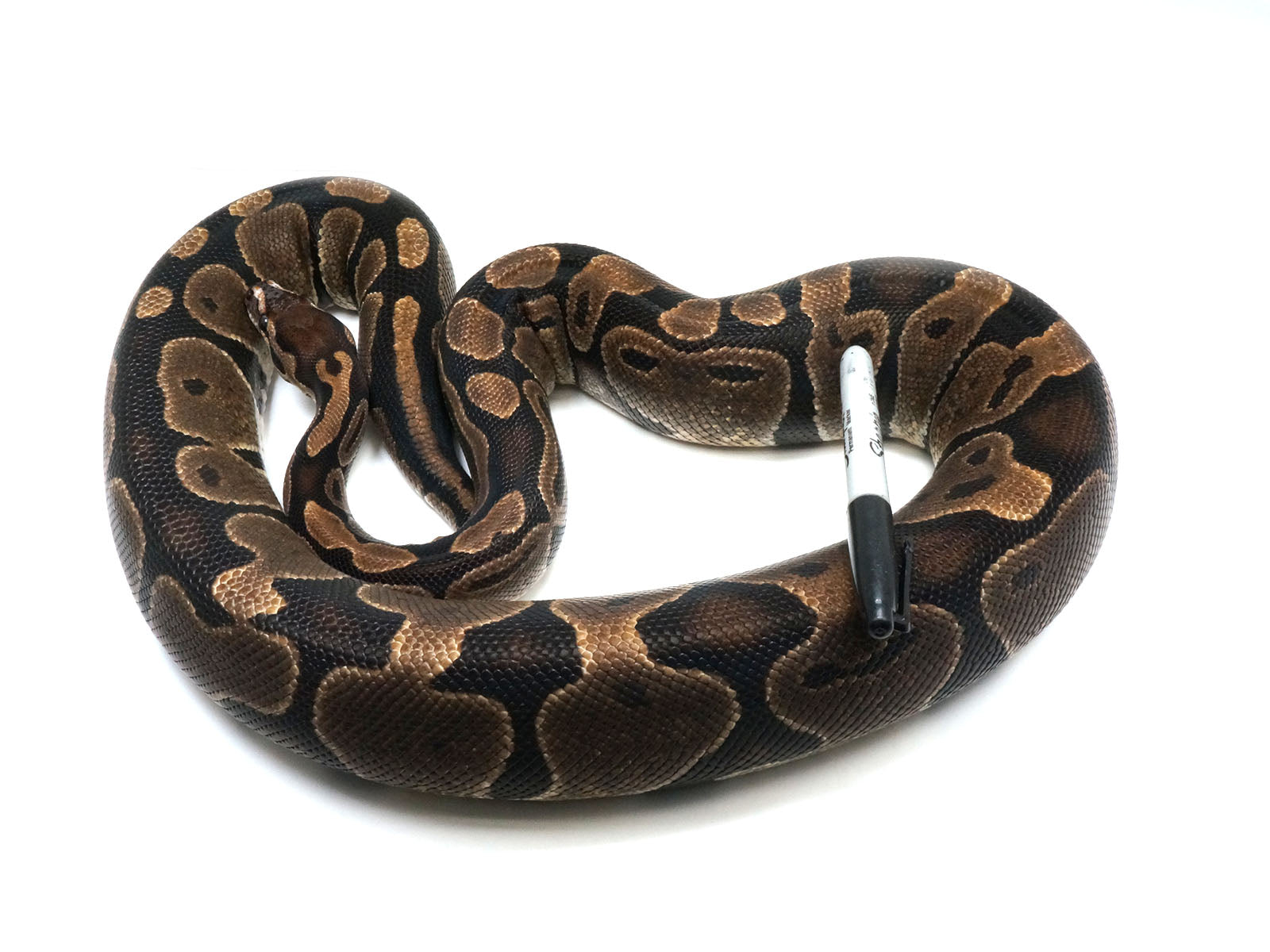 2019 Breeder Female Microscale Ball Python