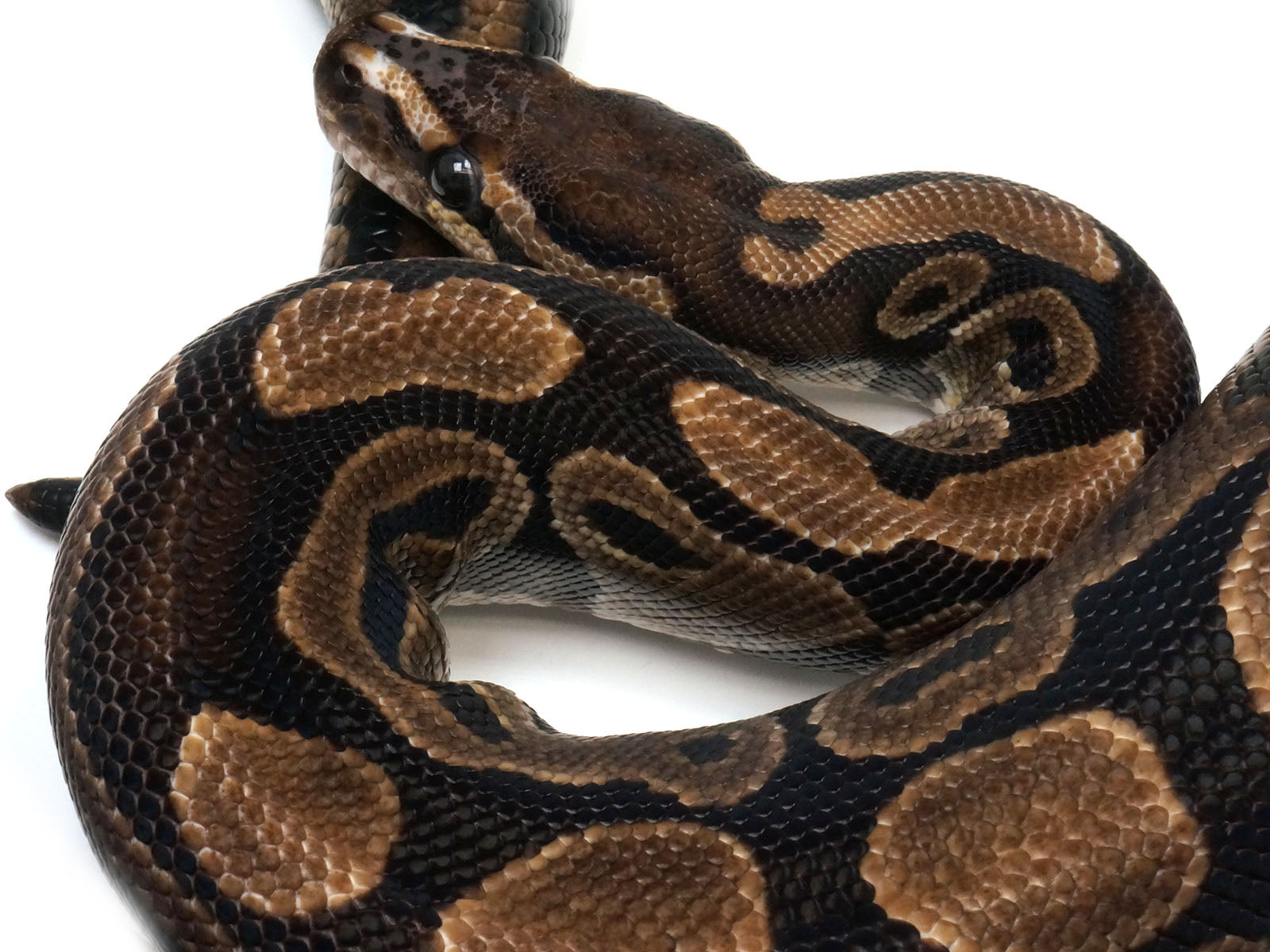 2019 Breeder Female Microscale Ball Python