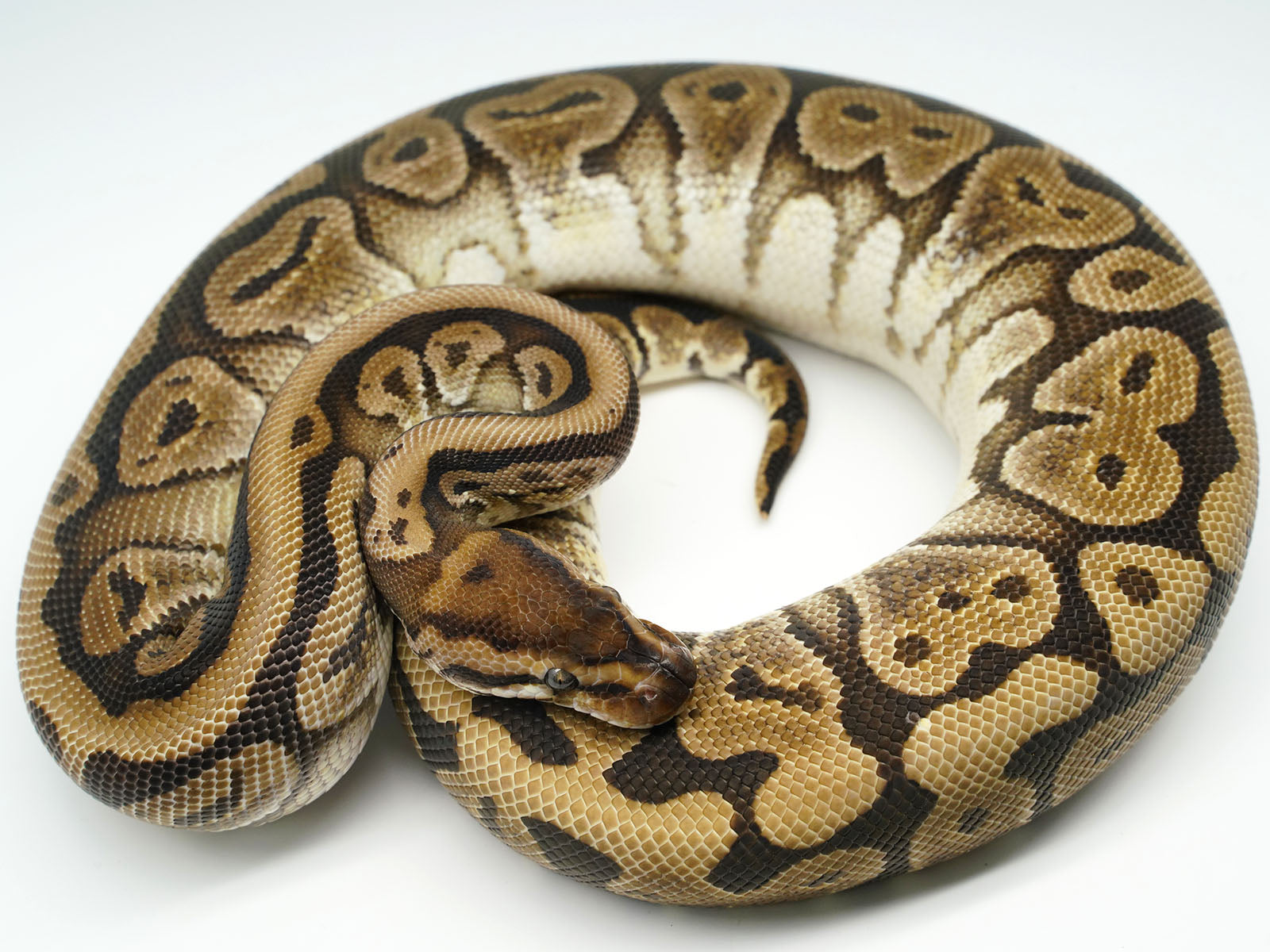 2019 Male Lucifer Yellowbelly Het Pied Ball Python