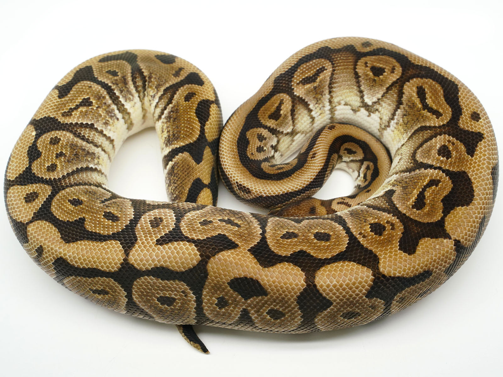 2019 Male Lucifer Yellowbelly Het Pied Ball Python