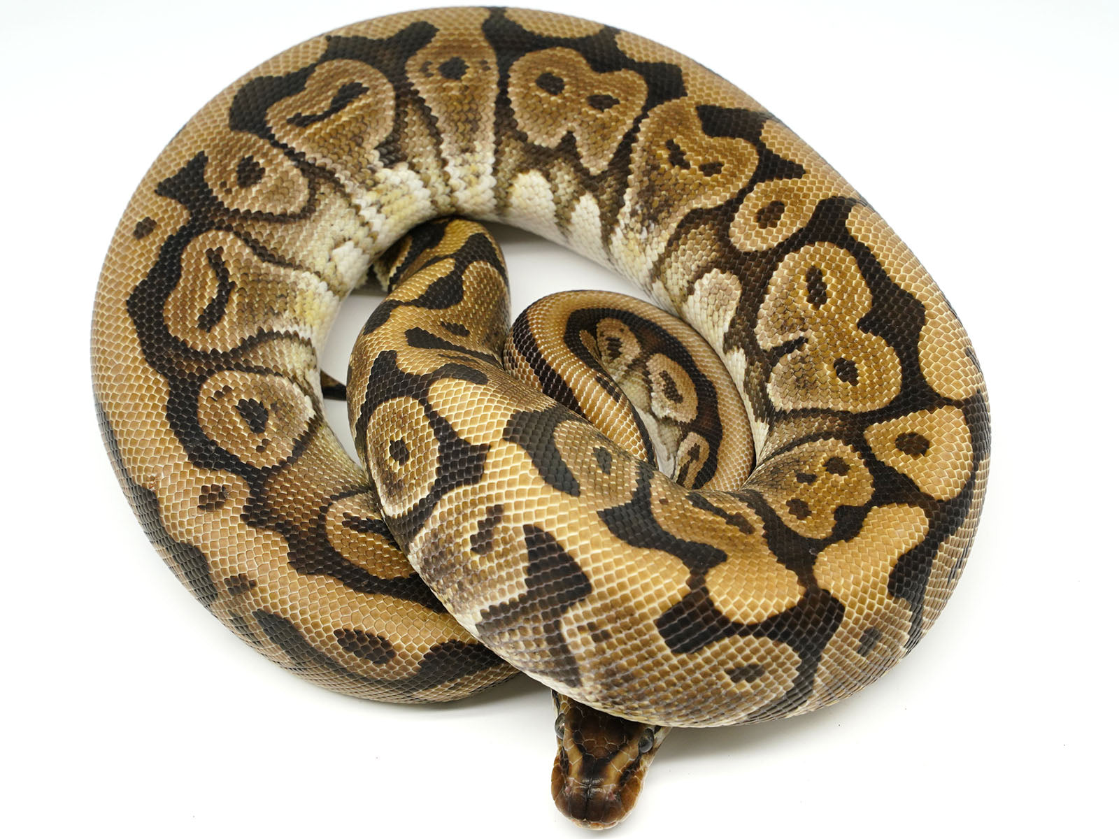 2019 Male Lucifer Yellowbelly Het Pied Ball Python