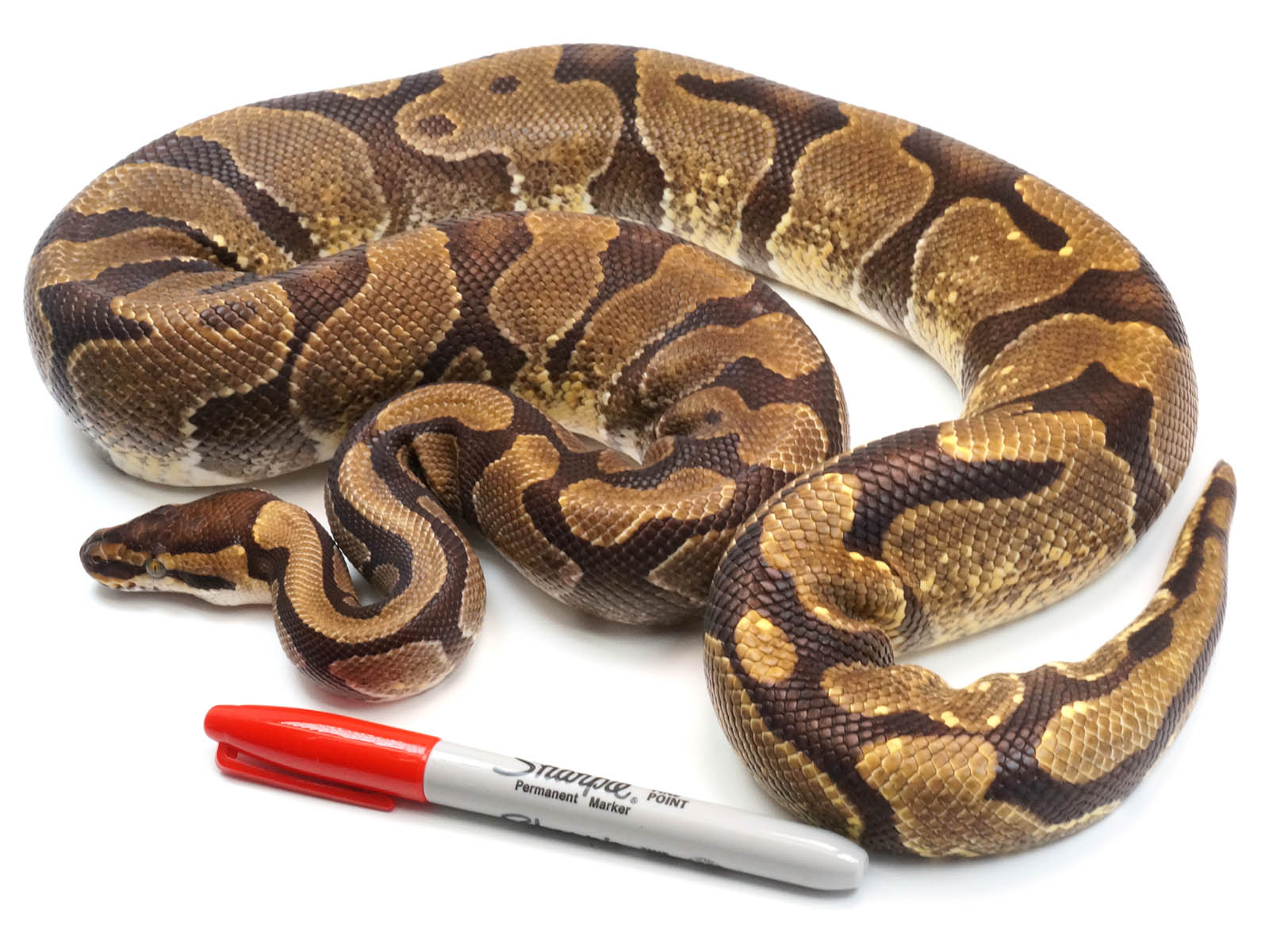 2019 Male NoCo Special Ball Python