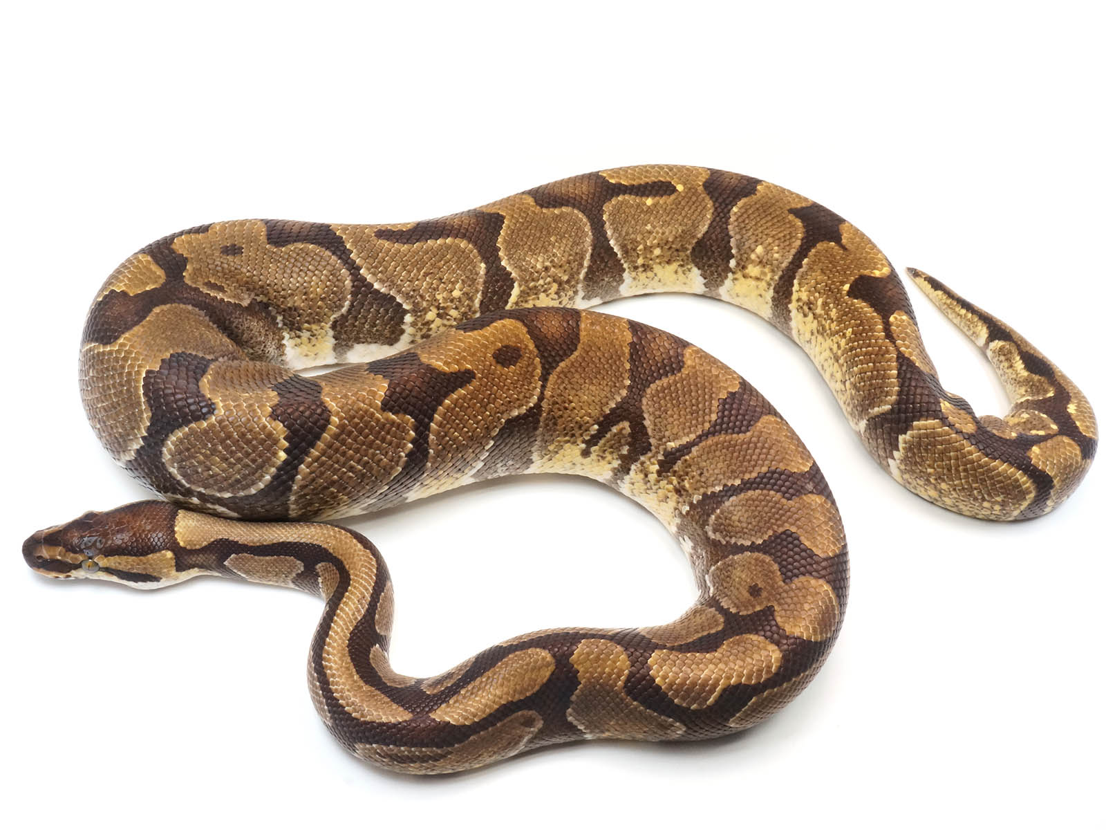 2019 Male NoCo Special Ball Python