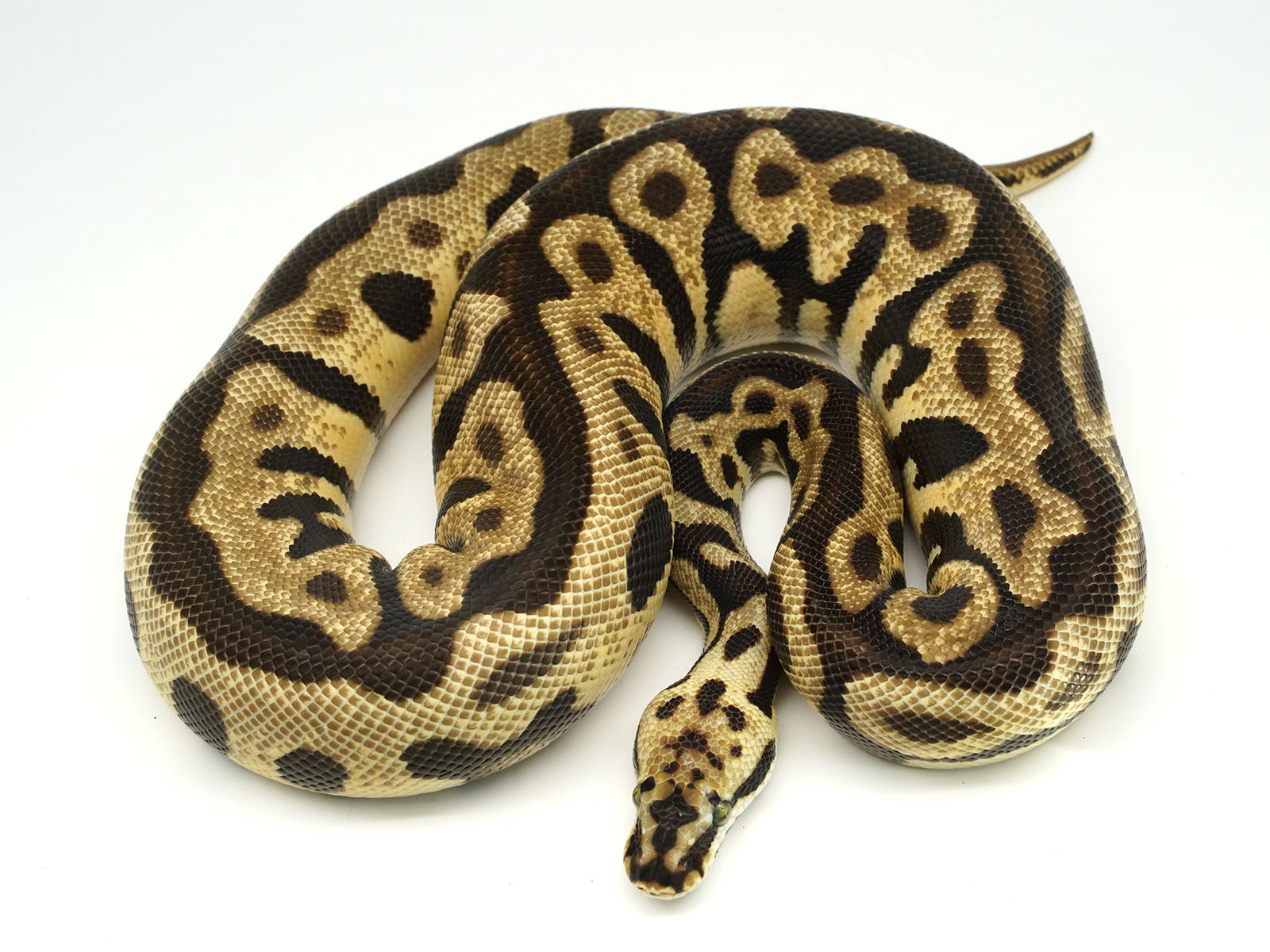 2019 Male Spotnose leopard Enchi 50% Het ghost Het Clown Het Desert Ghost Ball Python