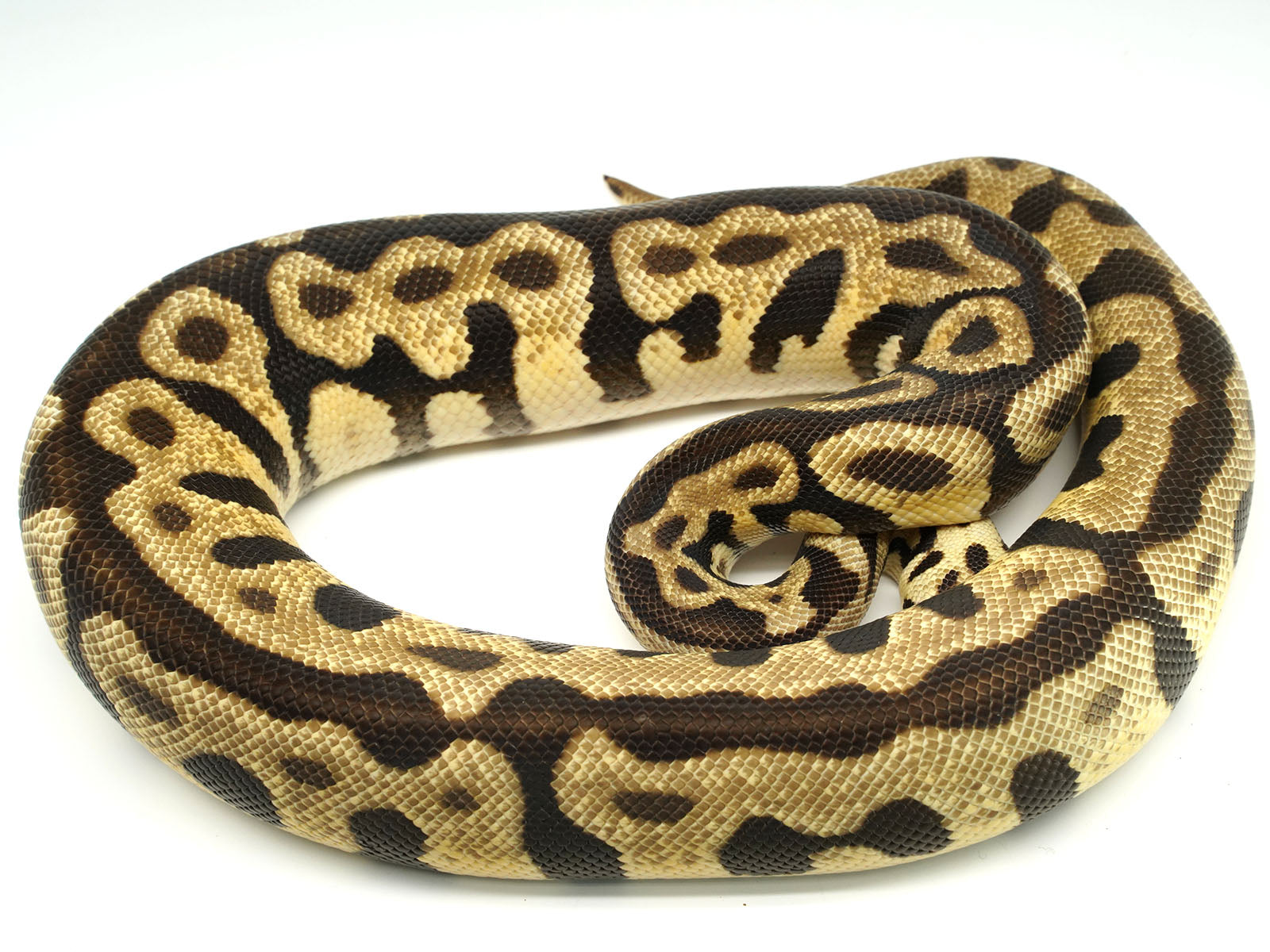 2019 Male Spotnose leopard Enchi 50% Het ghost Het Clown Het Desert Ghost Ball Python