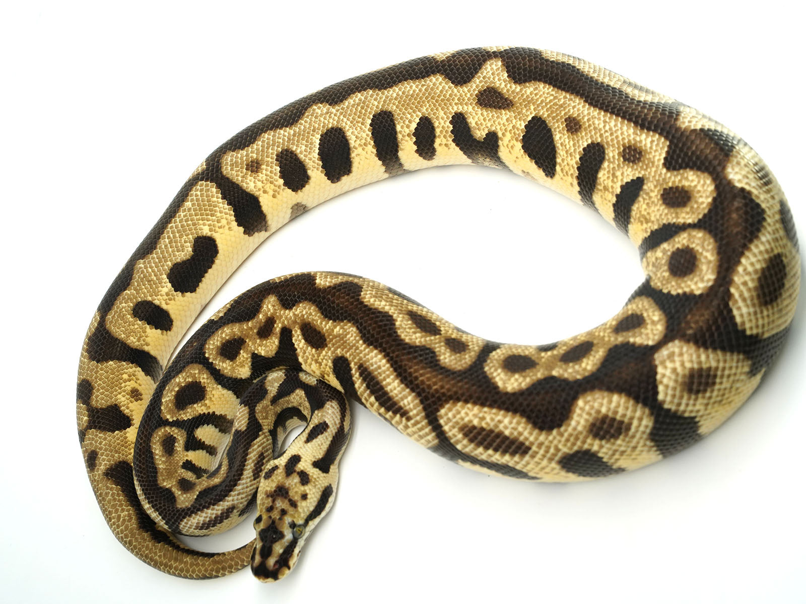 2019 Male Spotnose leopard Enchi 50% Het ghost Het Clown Het Desert Ghost Ball Python