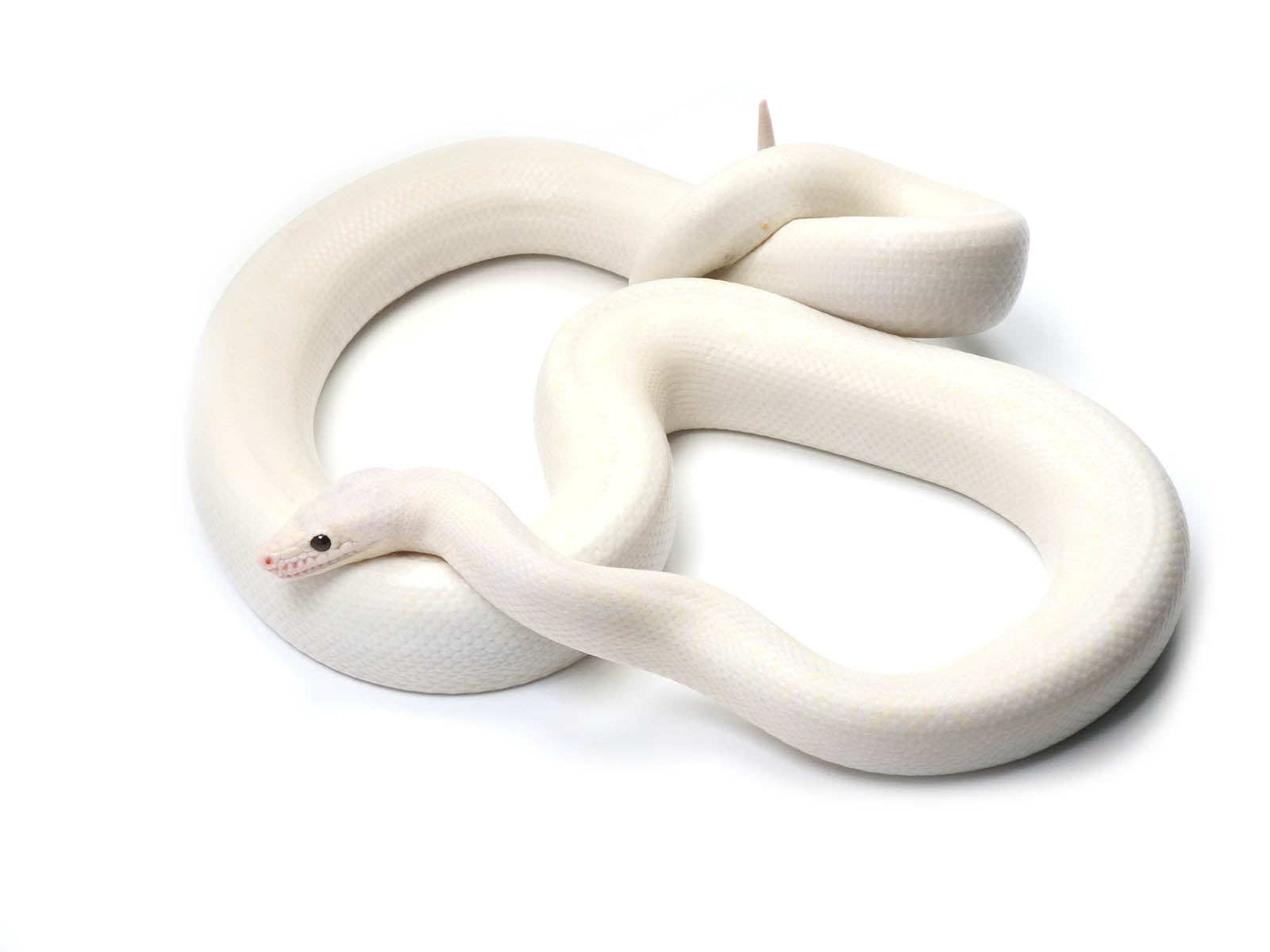 2020 Female Leucistic Colombian Rainbow Boa