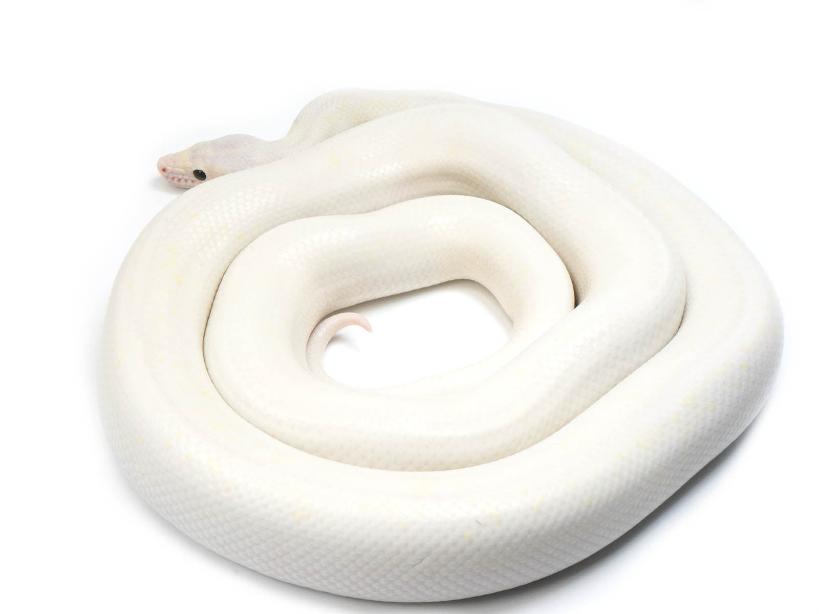 2020 Female Leucistic Colombian Rainbow Boa