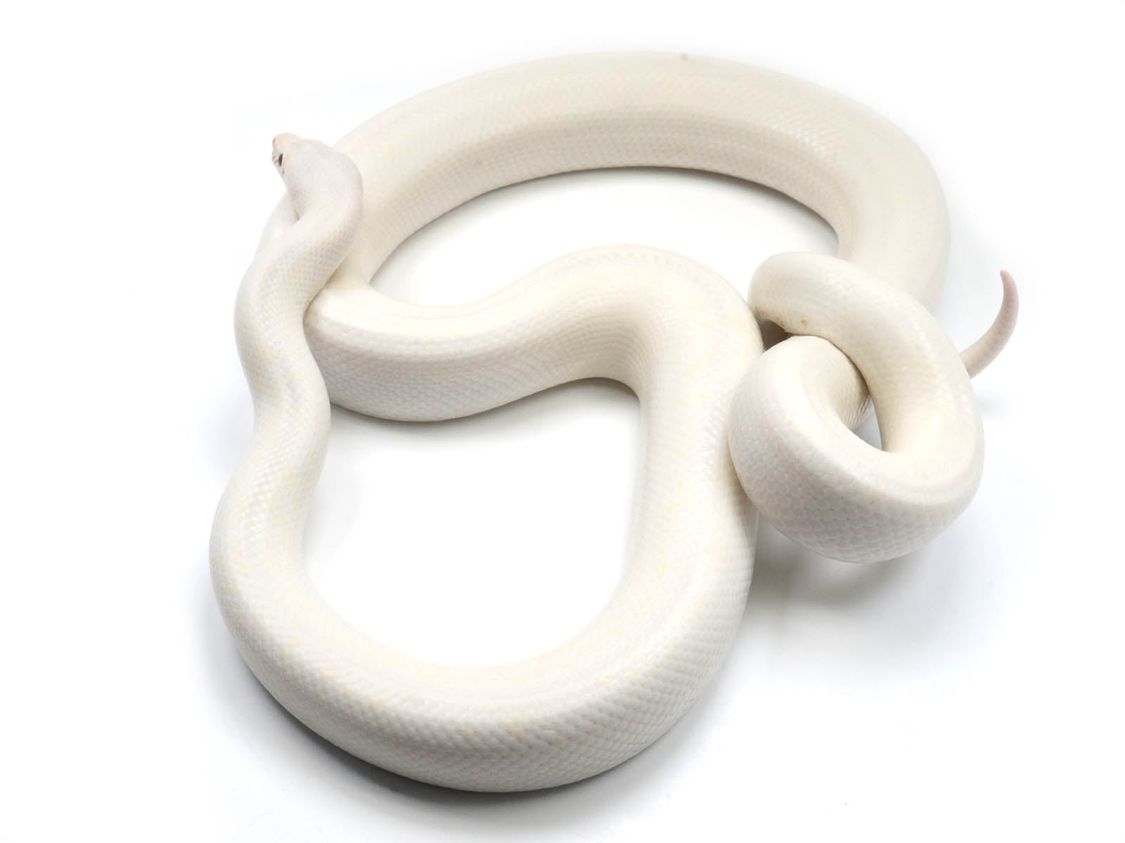 2020 Female Leucistic Colombian Rainbow Boa