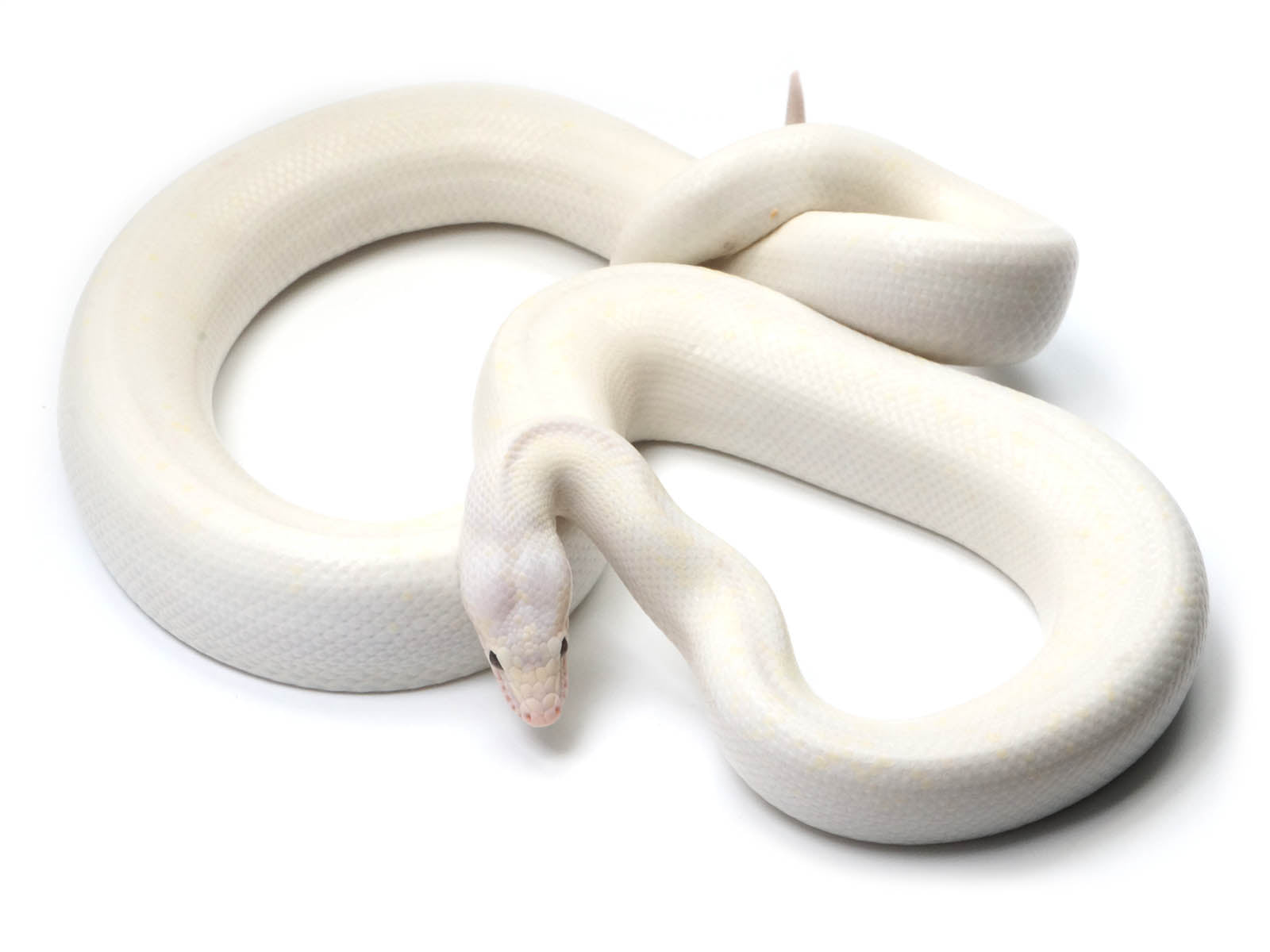 2020 Female Leucistic Colombian Rainbow Boa
