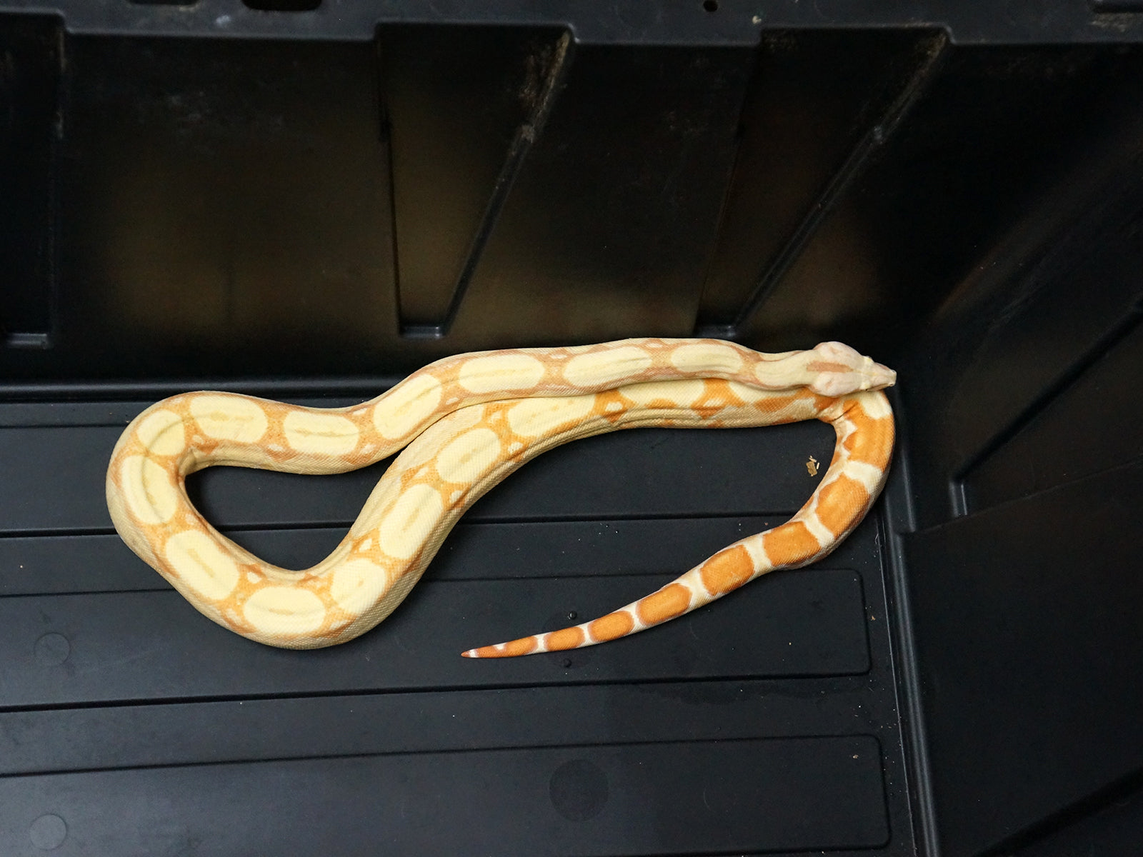 2020 Female Sunglow Roswell Possible Het Leopard Boa Constrictor.