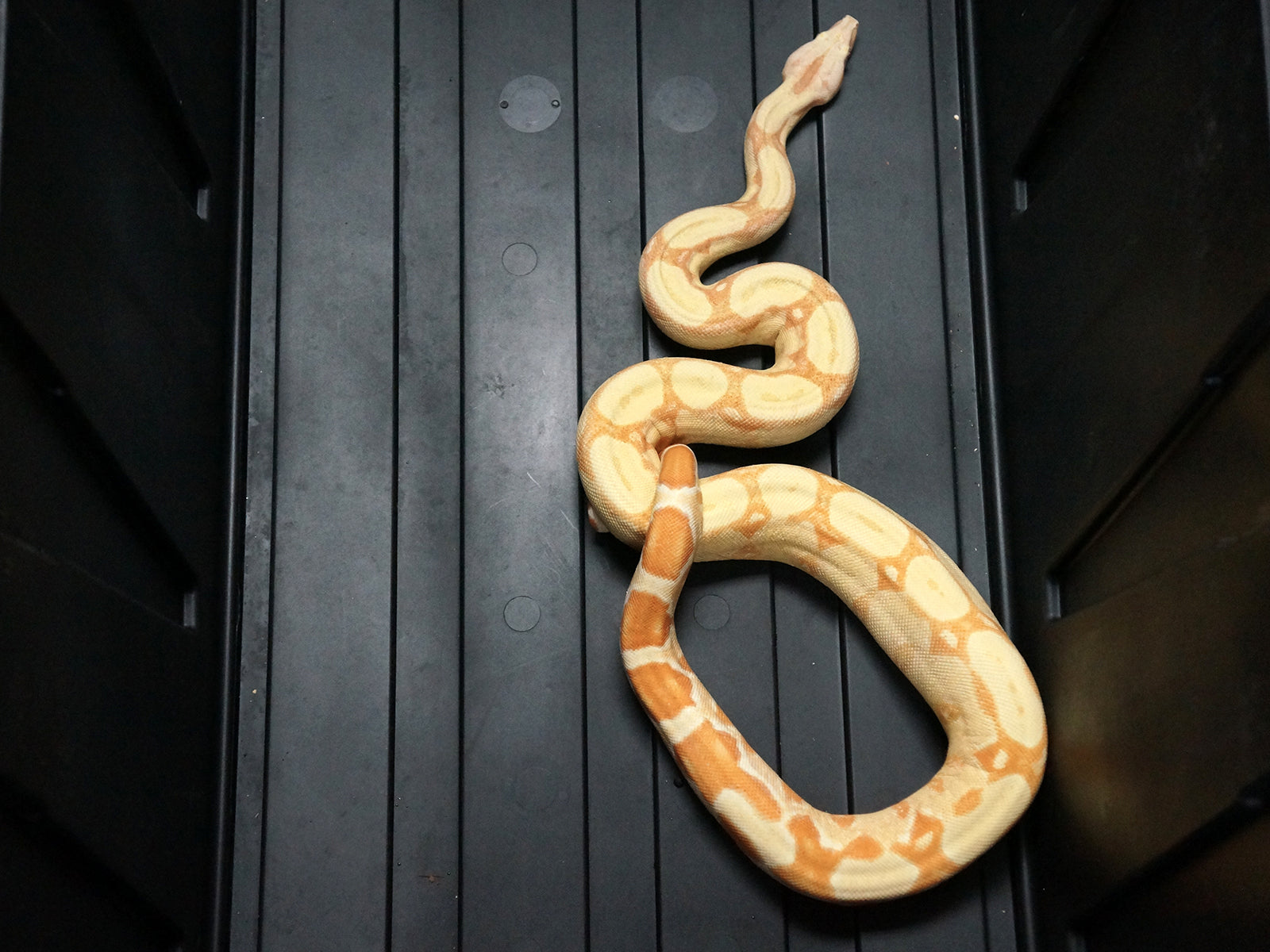 2020 Female Sunglow Roswell Possible Het Leopard Boa Constrictor.