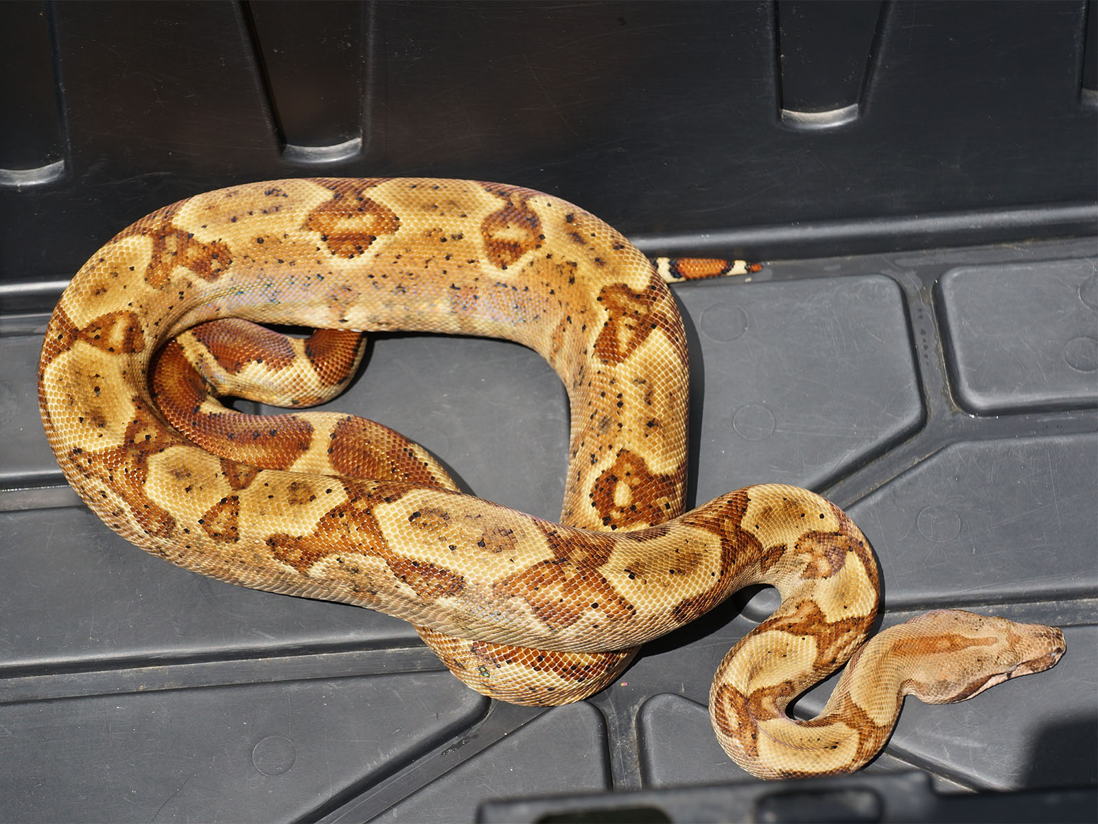 2020 Male Hypo Het Leopard Het Black Eyed Anerythristic 50% Possible Het Kahl Albino Boa Constrictor