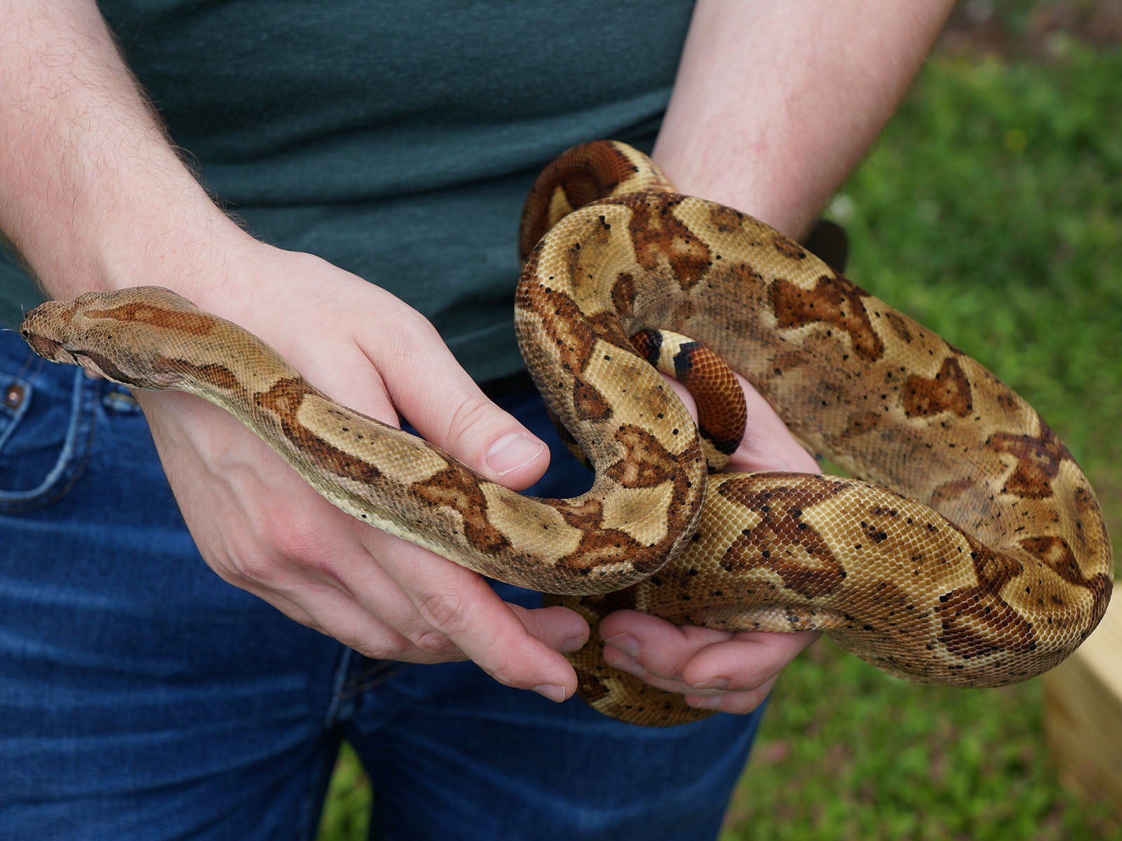 2020 Male Hypo Het Leopard Het Black Eyed Anerythristic 50% Possible Het Kahl Albino Boa Constrictor