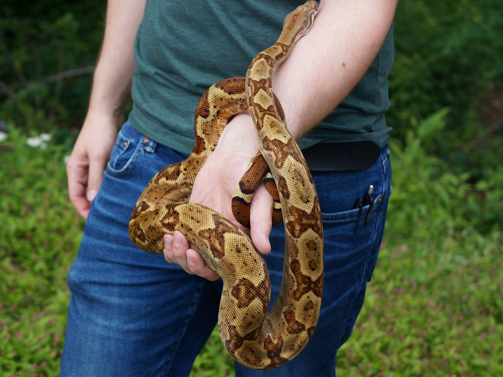 2020 Male Breedable Hypo Het Leopard Het Black Eyed Anerythristic 50% Possible Het Kahl Albino Boa Constrictor.
