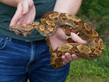 Load image into Gallery viewer, 2020 Male Breedable Hypo Het Leopard Het Black Eyed Anerythristic 50% Possible Het Kahl Albino Boa Constrictor.