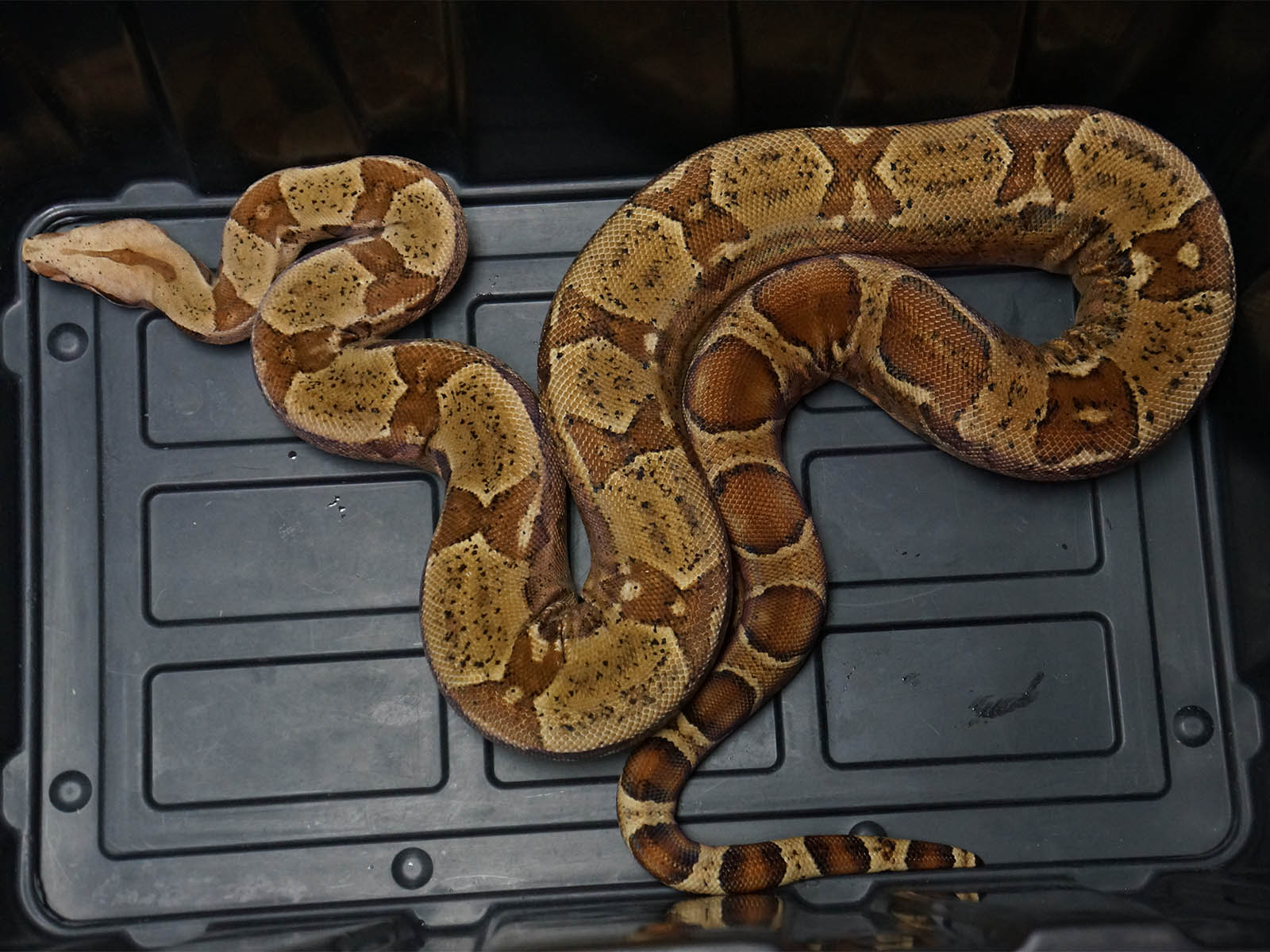 2020 Male Hypo Jungle Het Anerythristic Boa Constrictor